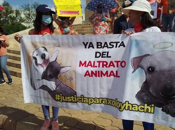 Protestan por envenenamiento de 2 perritos en Mérida