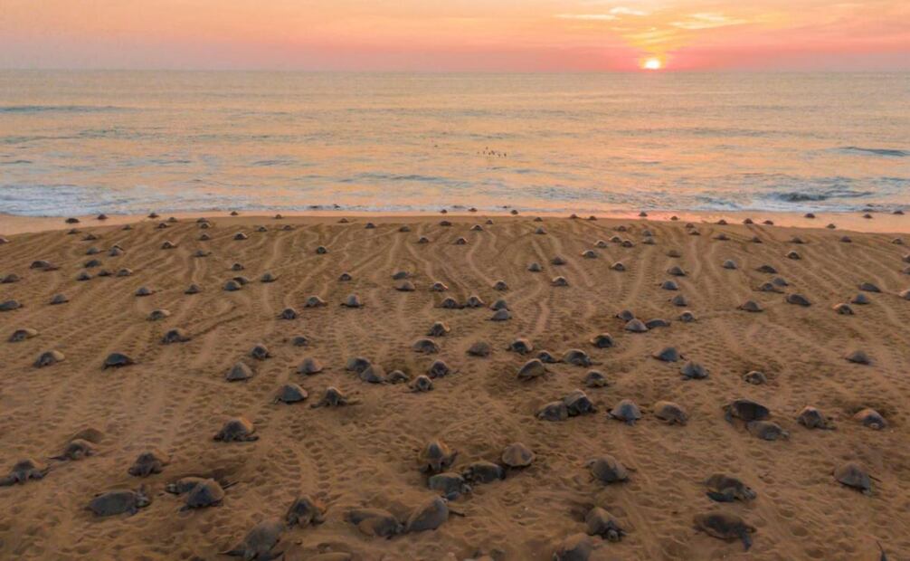 Liberan más de seis millones de tortugas marinas en Michoacán (03/06/2026). Foto: Especial