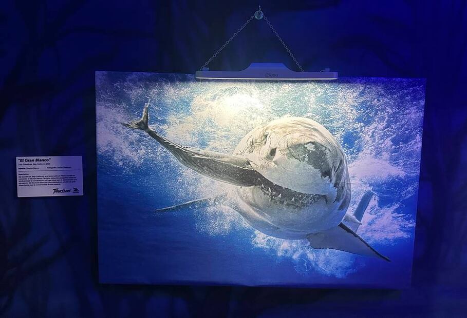 Foto: Omar Moreno. El Universal