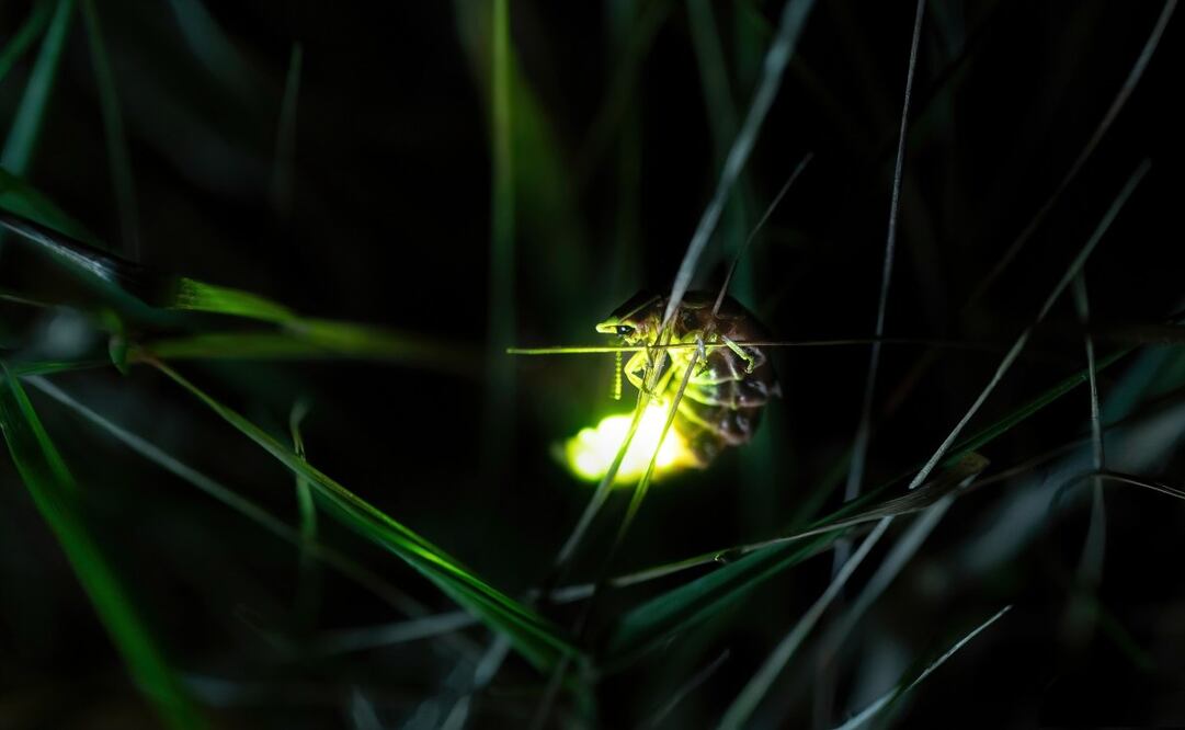 Podrás ver estos insectos en el Estado de México. Imagen: Pexels