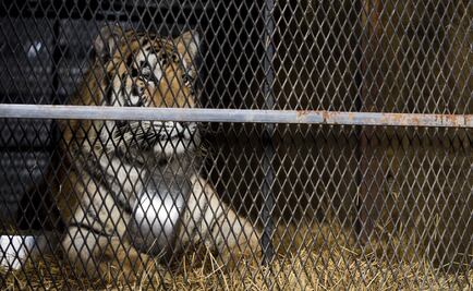 Encuentran a tigre al buscar un lugar para fumar marihuana en EU