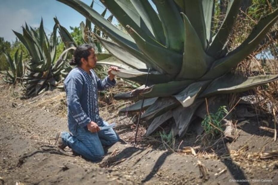 Ozolco, tierra de maíces y pulque