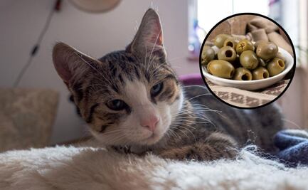 Qué tan saludable es que los gatos coman aceitunas, según veterinaria
