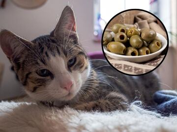 Qué tan saludable es que los gatos coman aceitunas, según veterinaria