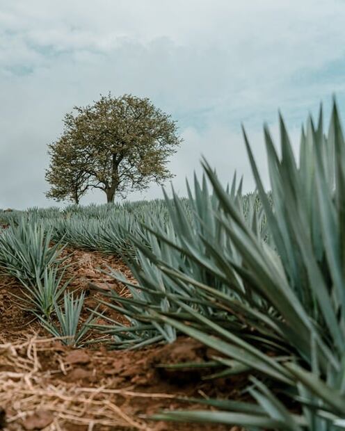 ¿Qué tequila elegir para este 15 de septiembre? Los expertos nos explican
