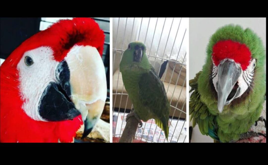 Los loros, cotorros, pericos y guacamayas están seriamente amenazados por el tráfico ilegal (Foto: Cortesía)