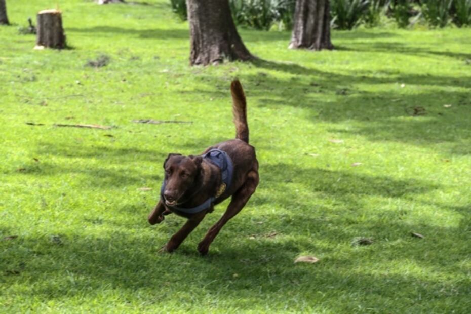 Thor, un perrito antibombas en la Cámara de Diputados