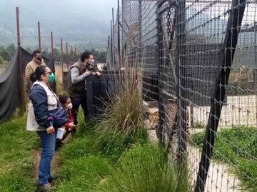 Profepa halla 190 felinos, entre leones africanos y blancos, tigres, jaguares y pumas maltratados en santuario del Ajusco