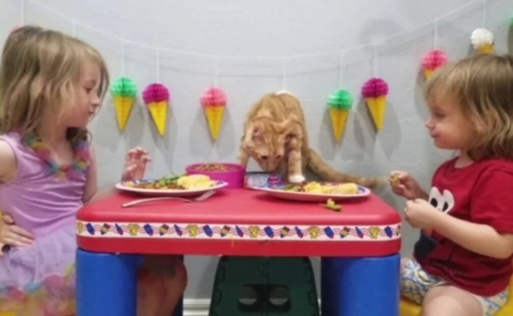 "Se busca gato naranja para fiesta de Garfield": el anuncio que se viralizó en redes para un cumpleaños en EU