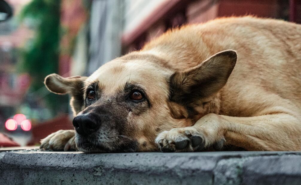 Se estima, que el 99% de los casos de rabia humana el contagio se ha dado por un perro infectado. Foto: Canva