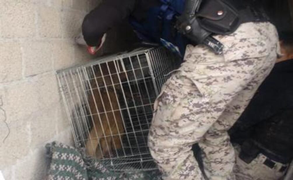 El mono capuchino, la martucha y el cacomixtle; los animales que andaban sueltos por la CDMX