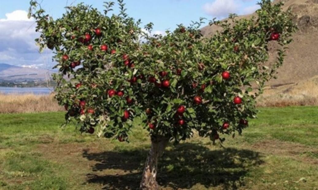 Cosmic Crisp, la manzana que desarrollaron científicos de Washington 