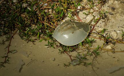 Un fósil viviente muere como carnada, y a pocos les importa