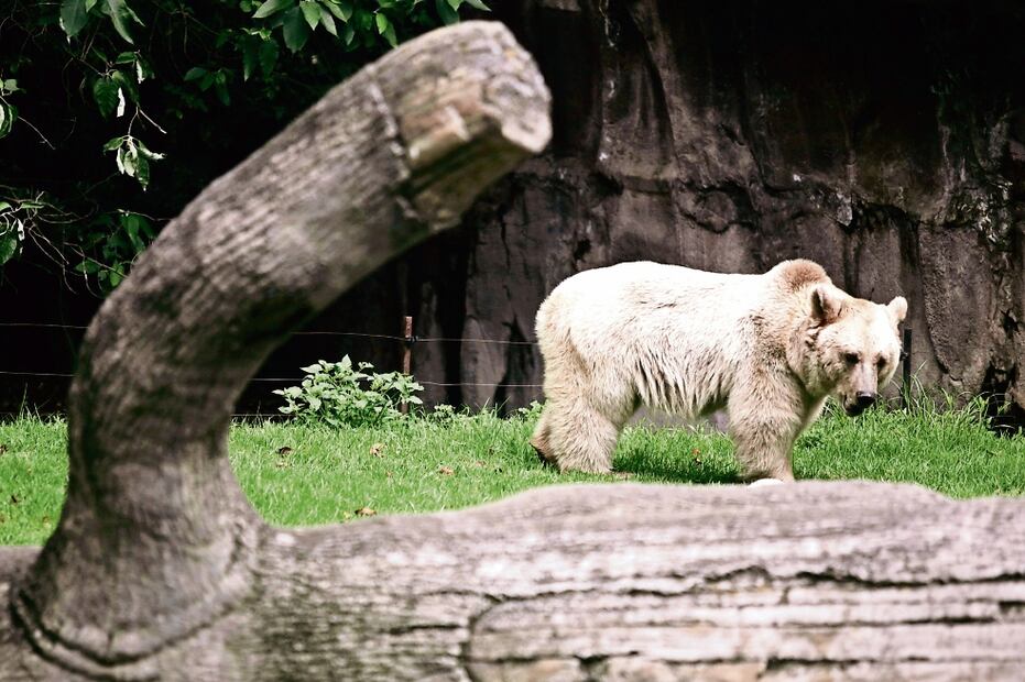 El oso se volvió tendencia en plataformas digitales. Foto: Archivo EL UNIVERSAL