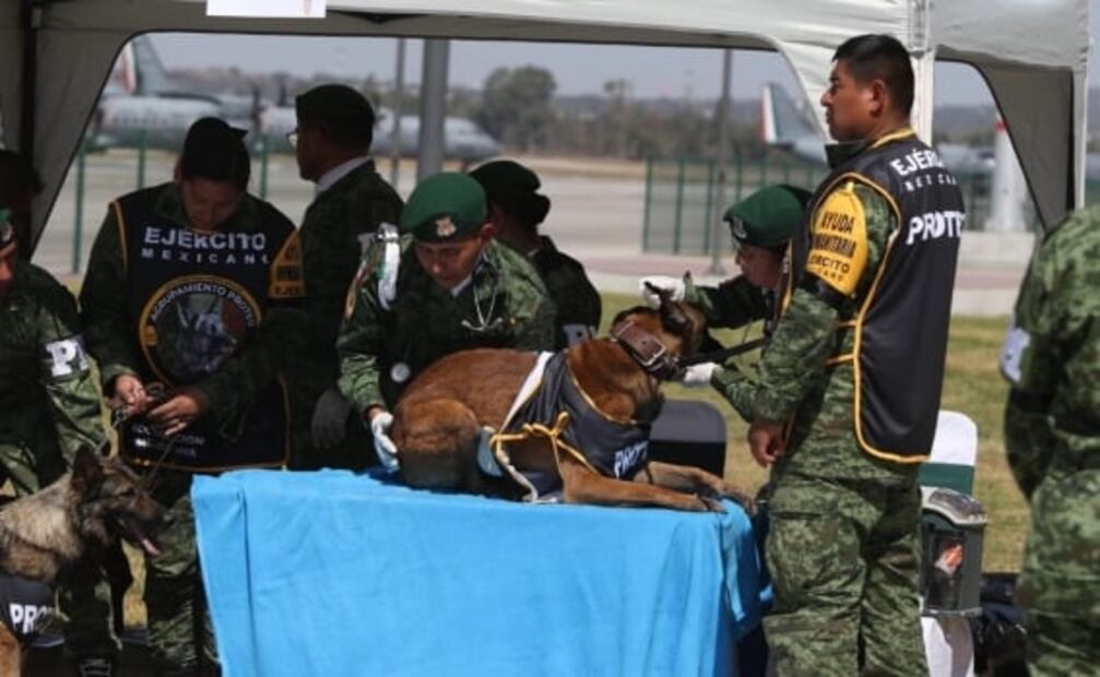 ¡Bienvenidos! Llegan al AIFA rescatistas y binomios caninos, tras misión de rescate en Turquía 