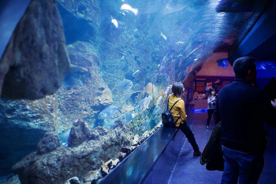 Disfruta el espectáculo de Tritones y Sirenas en el Acuario Imbursa. Foto: Pexels