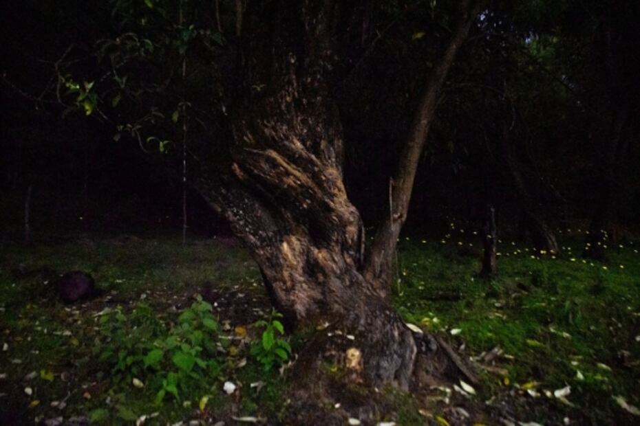Es seis años, población de luciérnagas aumentó en bosques del Edomex