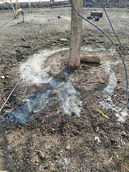 El cemento no dañará el árbol, dijo un biólogo. Foto: Especial