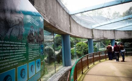 Sedema lanza fideicomiso para modernizar zoológicos y preservar especies en CDMX