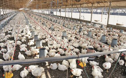 Usan excremento humano para convertirlo en alimento para animales en Kenia