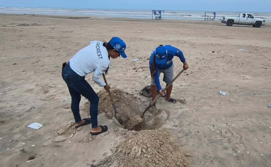 Revisan Playa Bagdad tras detectarse gripe aviar en una gaviota
Foto: Especial