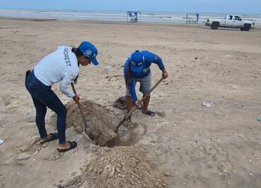 Revisan Playa Bagdad, en Tamaulipas, tras detectar gripe aviar en una gaviota