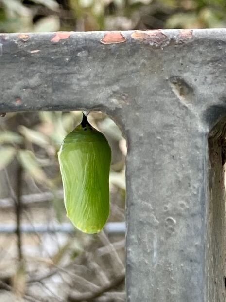 A los dos días la oruga se transmuta en una crisálida verde jade. (© O. Vidal/P. Cendón)