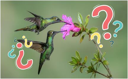 ¿Qué significa ver un colibrí verde en tu jardín?