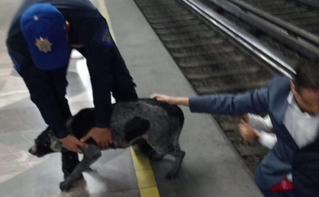 Rescatan a perrito de las vías del Metro en Iztapalapa Línea 8; la circulación de trenes no se vio afectada. Foto: Metro CDMX