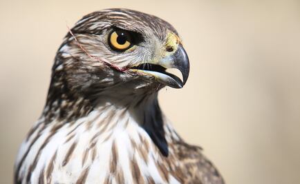 Liberan a gavilán de cooper en Coahuila