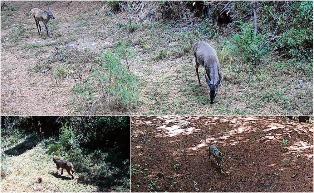 En el Desierto de los Leones se ha reportado la presencia de “depredadores tope”, como el lince y el coyote. Foto: Especial