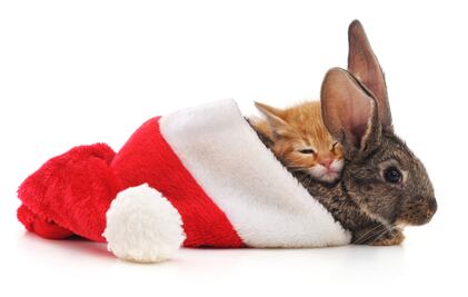 Avon anuncia su compromiso por eliminar el uso de pruebas en animales