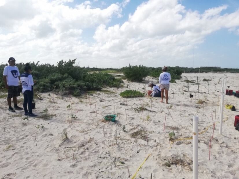 Universitarios reforestan dunas en Yucatán