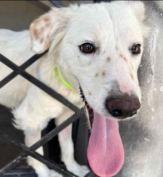 “Así llegamos y así regresamos”: realizan feria de adopción para perritos pero no se llevan ninguno