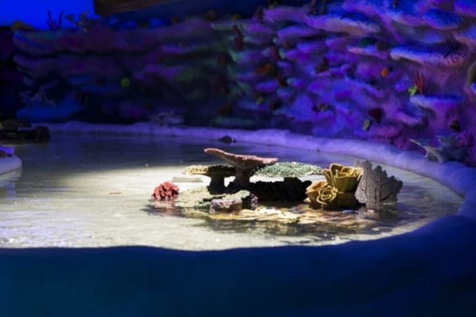 Esto cuesta ir al Acuario Inbursa en 2022