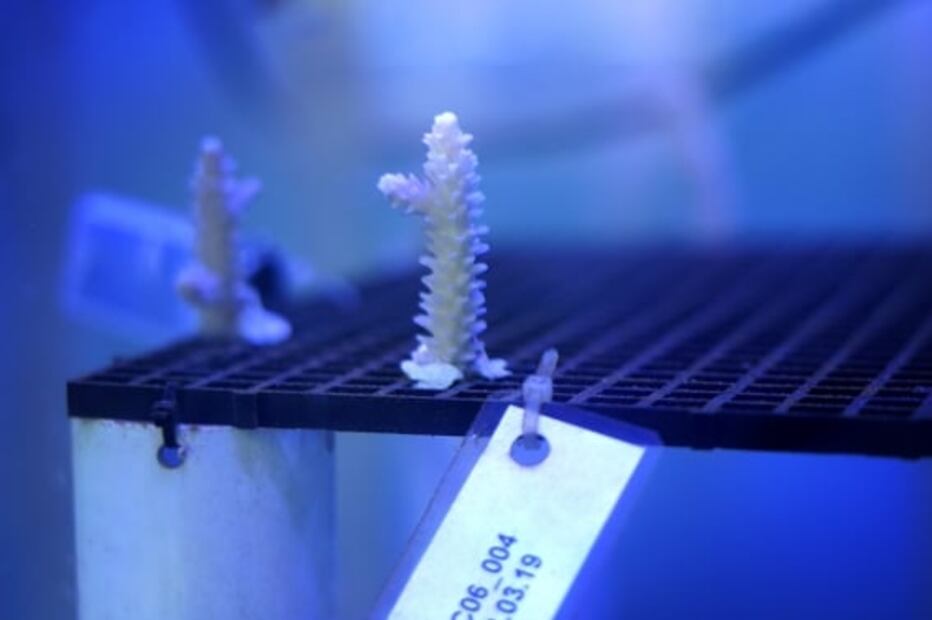 Crean laboratorio en el Caribe para rescatar especies de corales