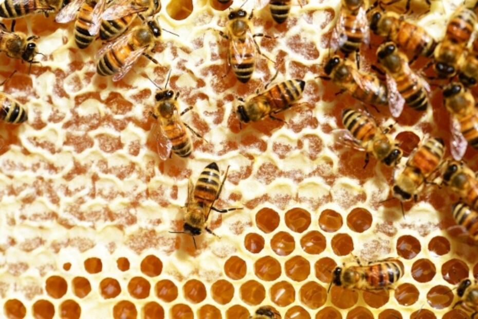 Descubre el hidromiel, un fermento ancestral 