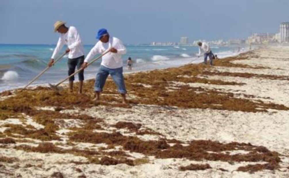 Sargazo, pesadilla de los hoteleros caribeños desde 2011