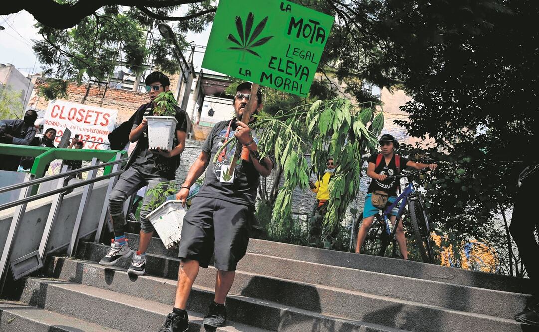 La Cofepris es el órgano encargado, hasta el momento, de establecer los lineamientos y modalidades para la adquisición de la semilla de la marihuana, sus permisos no incluyen la autorización para importar o comerciar. Foto: ARCHIVO EL UNIVERSAL