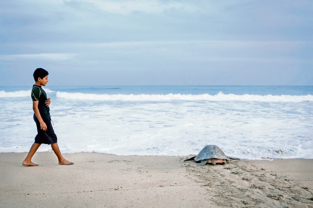 La especie de la tortuga golfina viaja desde América Central hasta el Pacífico Sur para anidar en costas mexicanas, en donde se enfrenta a la depredación natural y al constante saqueo de los lugareños. (FOTOS: MARIO ARTURO MARTÍNEZ)