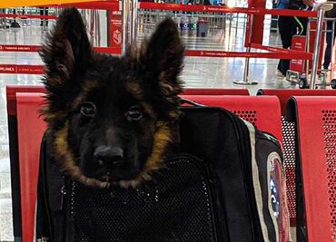 ¡De Turquía para México! Llega al AICM cachorro donado tras la muerte de Proteo, perrito rescatista de la Sedena