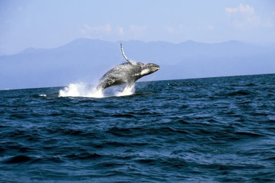 10 actividades de naturaleza para hacer en Puerto Vallarta