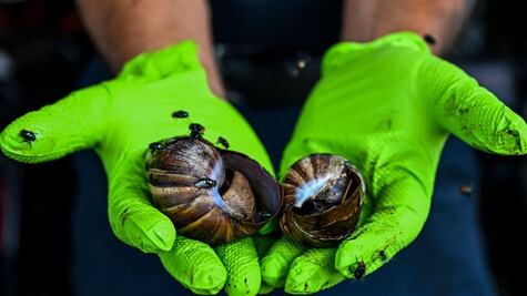 "Si ves uno, ni lo toques ni te lo comas": la advertencia de las autoridades en EE.UU. por la presencia de peligrosos caracoles gigantes africanos