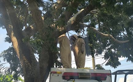 Abejas africanizadas atacan a un grupo de personas en Juchitán, Oaxaca; 18 tuvieron que recibir atención médica