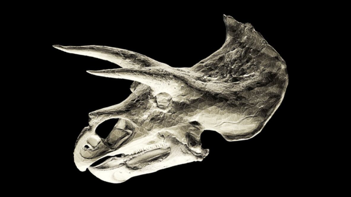 El cráneo de un Triceratops, uno de los muchos dinosaurios descubiertos durante la "Guerra de los Huesos". Foto: Science Photo Library