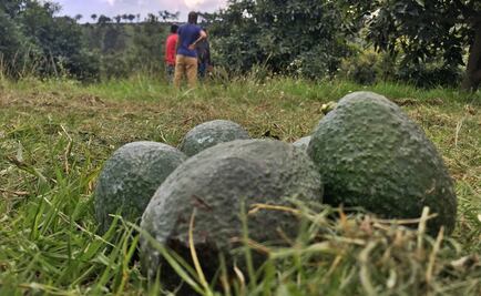 Productores de aguacate en Michoacán buscan evitar que ingrese fruta de otros estados