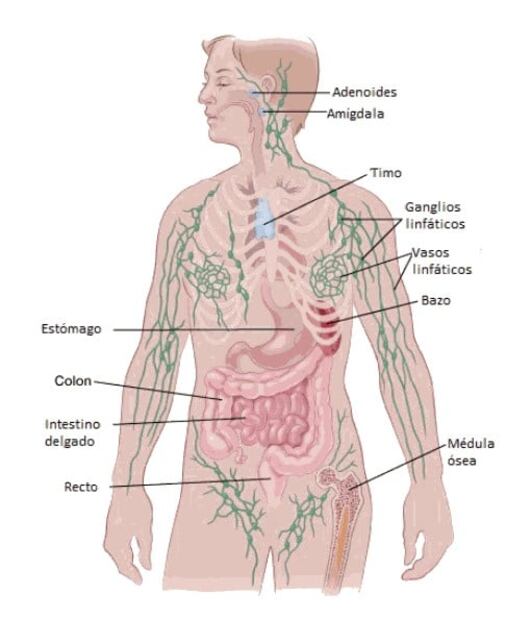 ¿Qué es el cáncer linfático, enfermedad que padeció Cepillín?