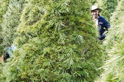 Impiden entrada de 2 mil pinos por plaga