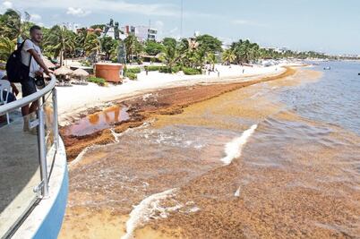 “Le vamos a echar montón al sargazo”, afirma Fonatur