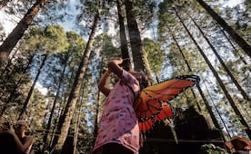 El espectáculo naranja regresa; ¿cuándo y en qué bosques ver a la Mariposa Monarca este 2026?